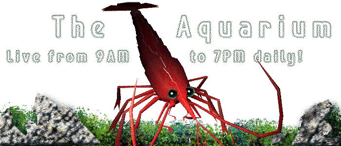Check out the aquarium!